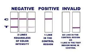 Hempstore_interpreting_urine_test_results.webp