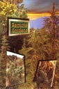 Marijuana Outdoors: Guerrilla Growing