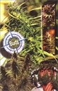 Marijuana Outdoors: Guerrilla Growing