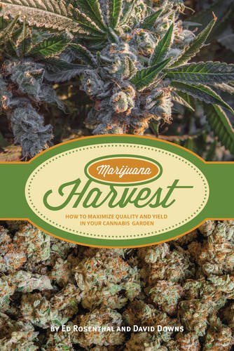 Marijuana Harvest How to Maximize Quality and Yield in Your Cannabis G