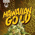 Sonoma Seeds- Hawaiian Gold- Auto Flower 