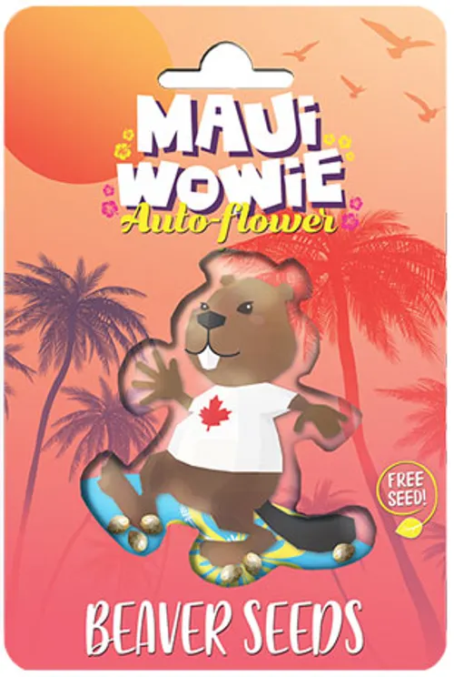 Beaver Seeds- Maui Wowie- Autoflower