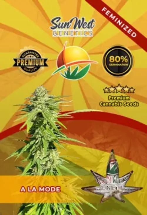 Sun West- Purple Kush- Autoflower